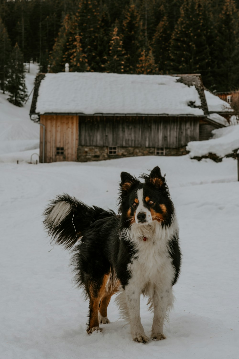 black white and brown long coated dog on snow covered ground during daytime