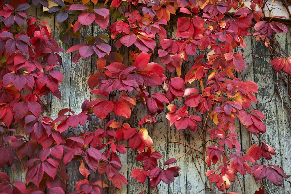 red and green leaves on gray wooden fence