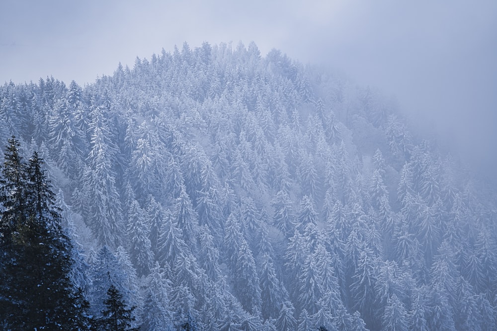 snow covered pine trees during daytime