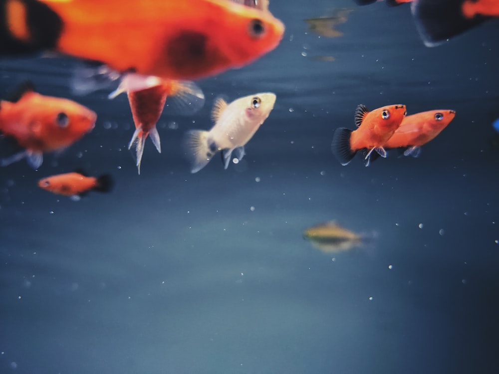 orange and white fishes on water
