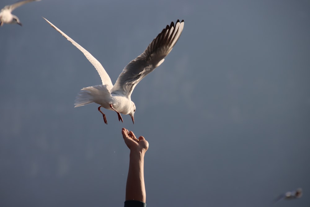 a person is feeding a seagull with its beak