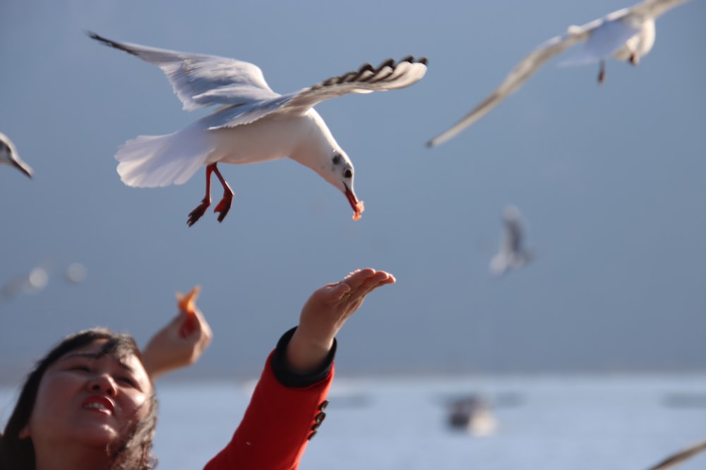 white and black bird flying during daytime