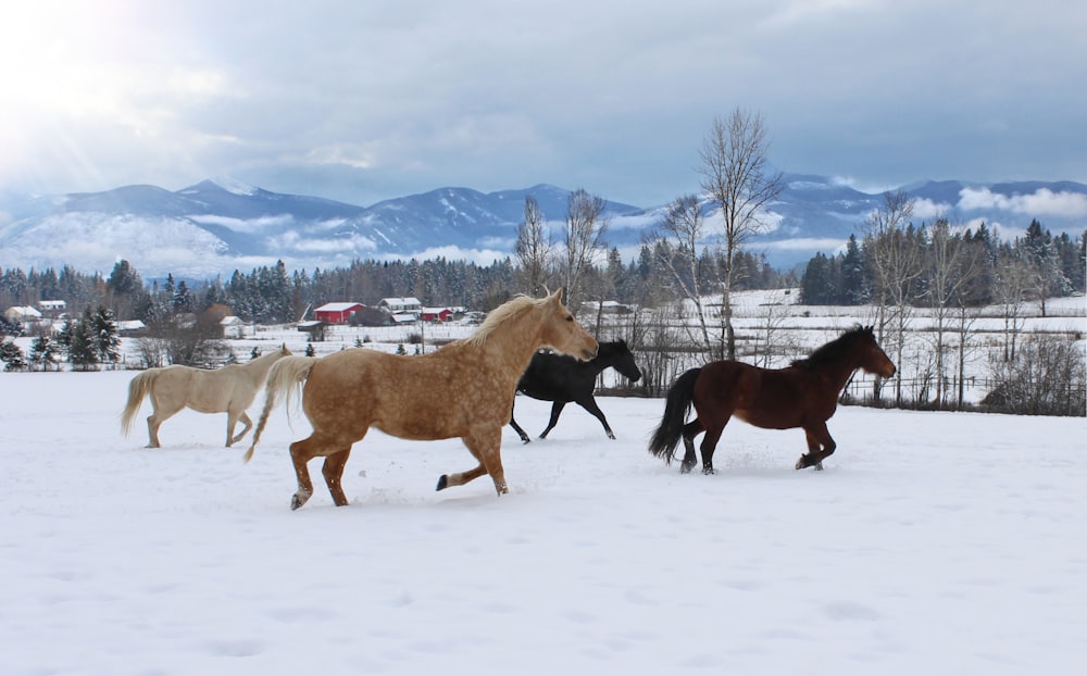 three brown horses on snow covered ground during daytime