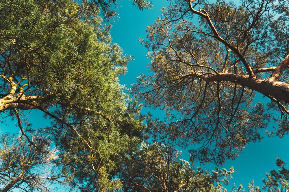 green and brown tree under blue sky during daytime