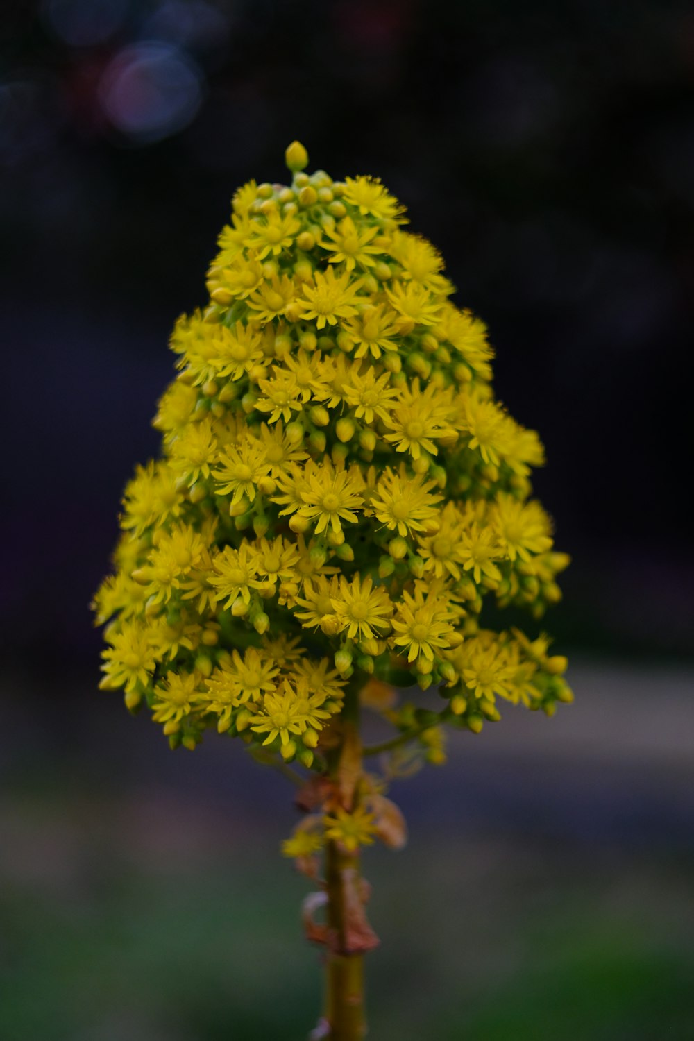 green plant in close up photography