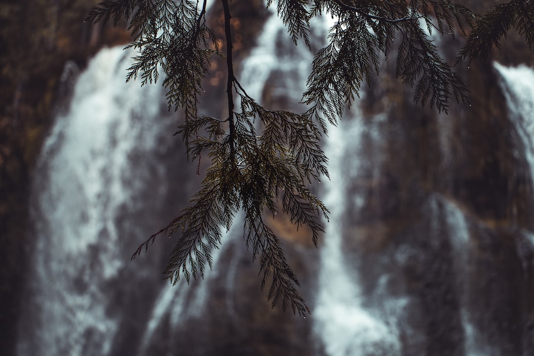 green pine tree covered with snow