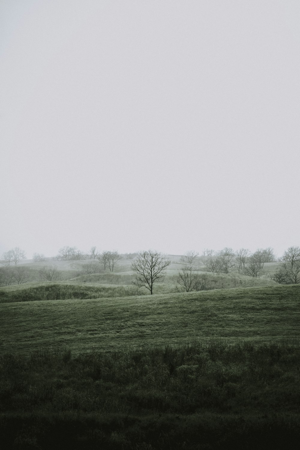 green grass field with trees