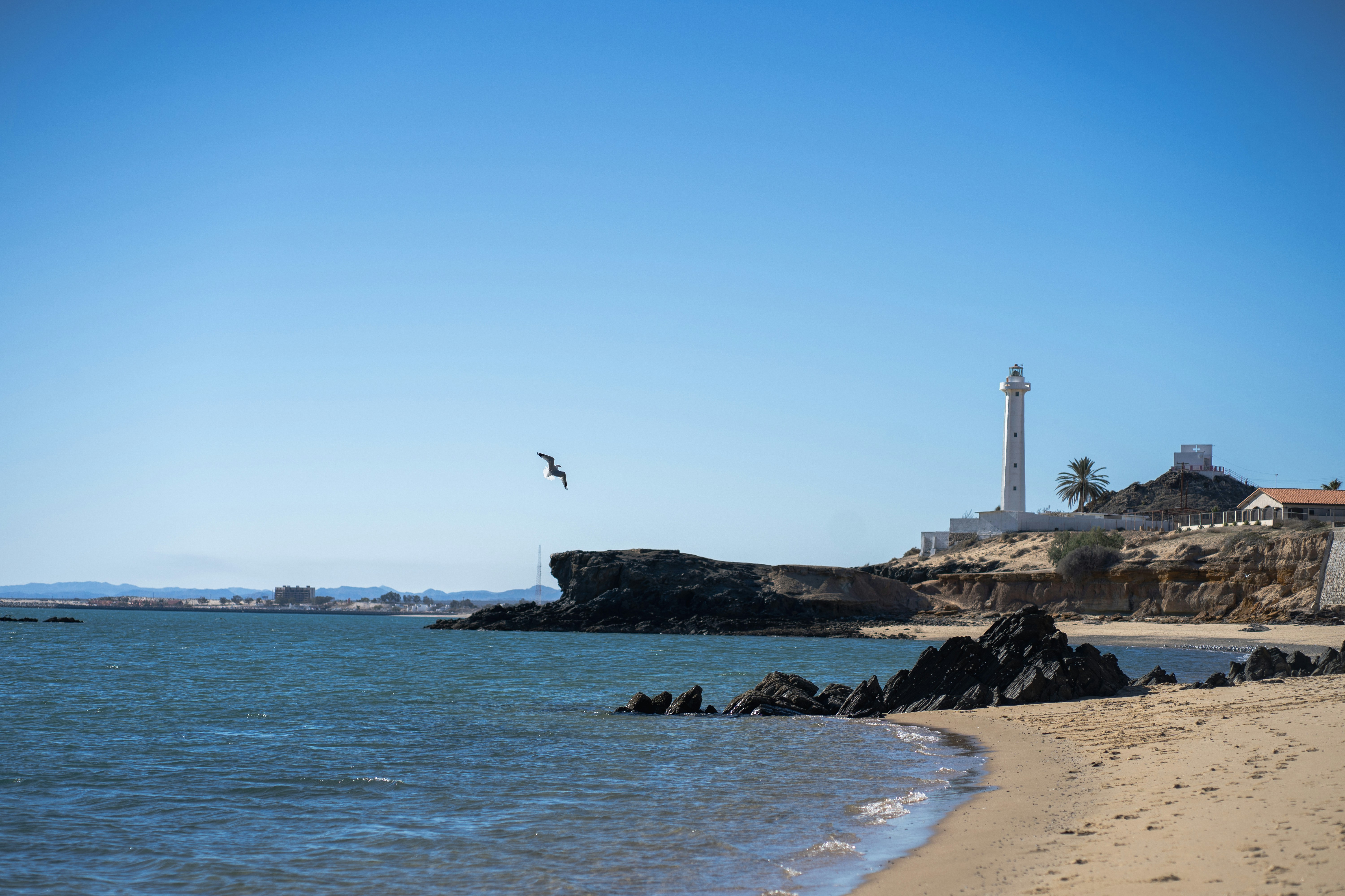 bird flying over the sea during daytime