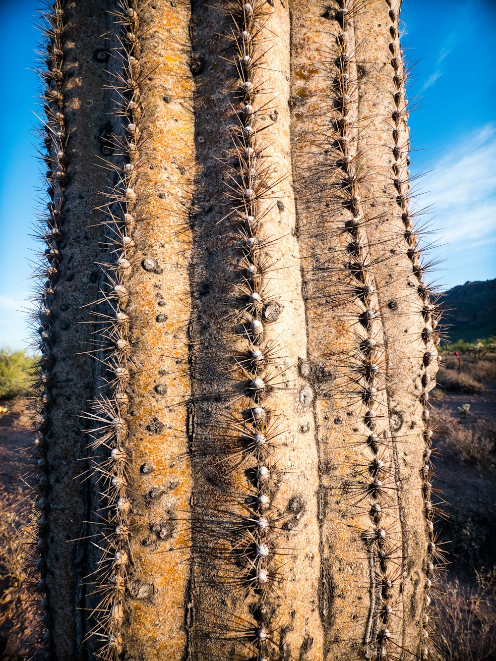 brown and black tree trunk