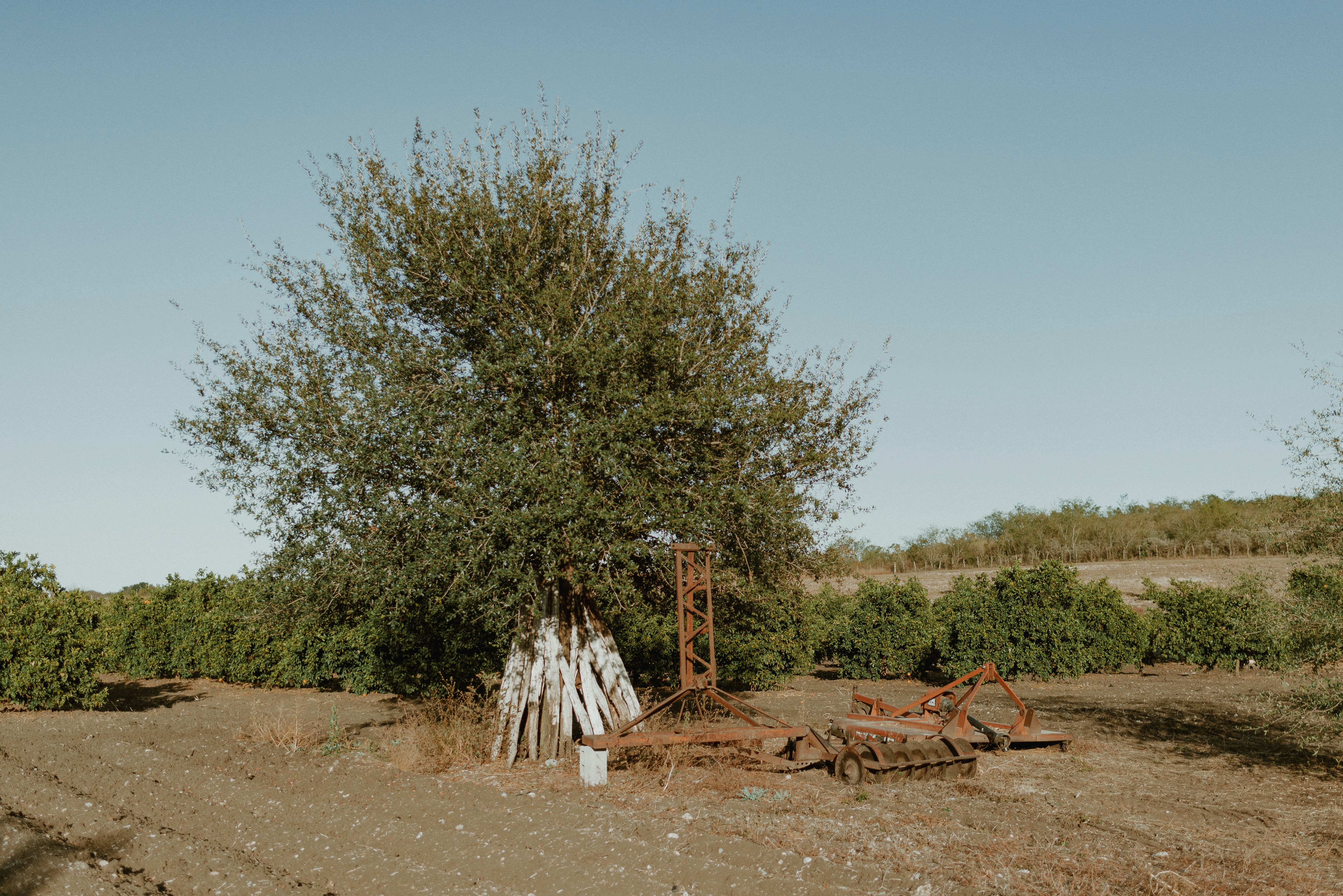 Photo by cesiraalvarado