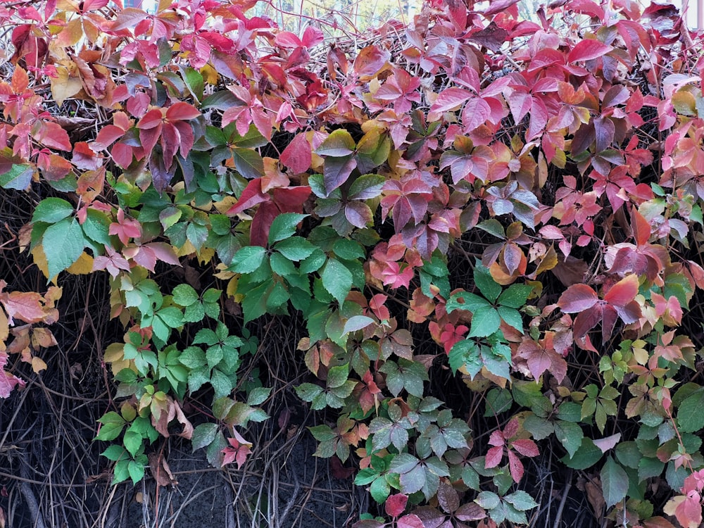 planta de folhas verdes e vermelhas