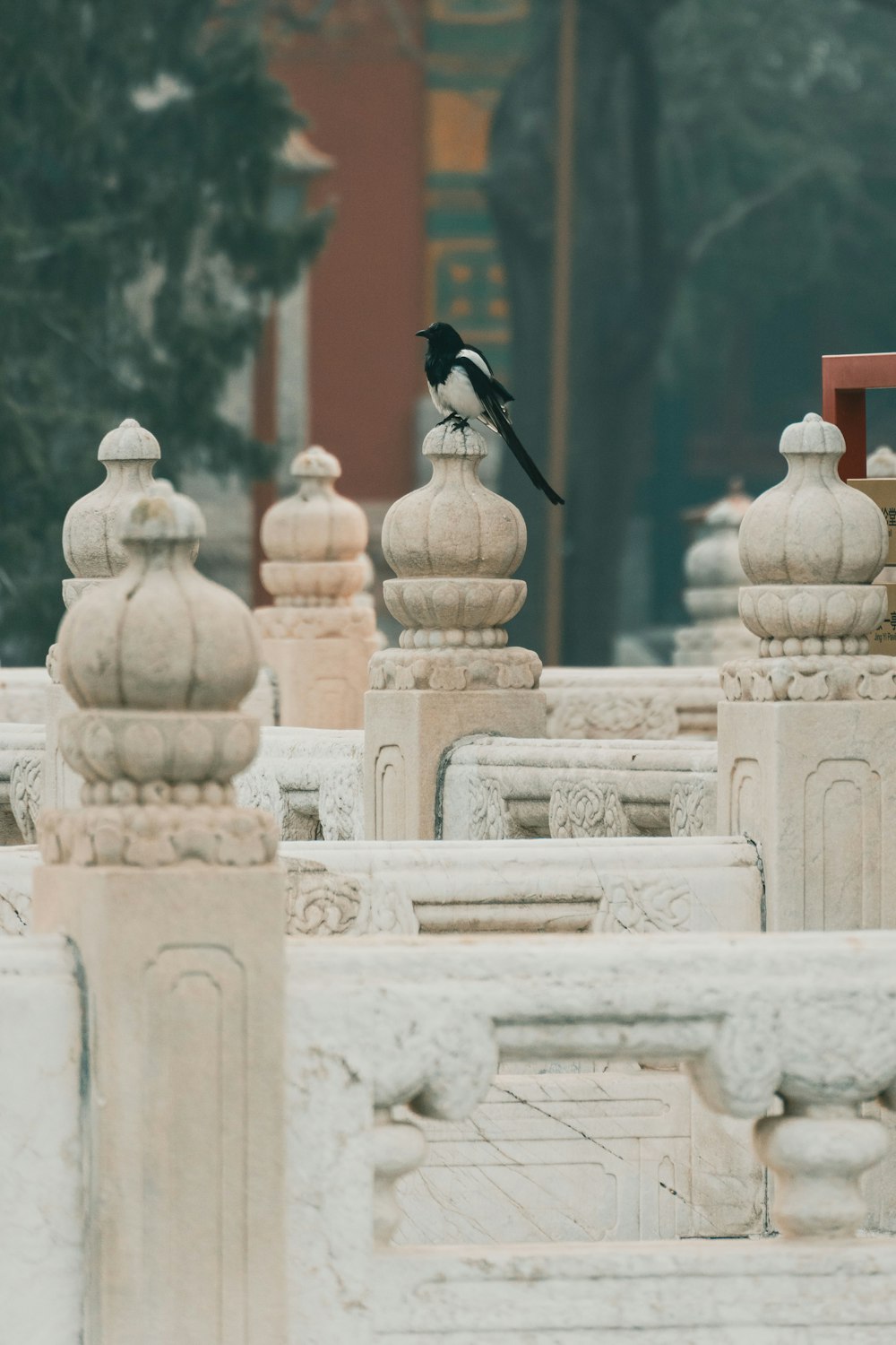 oiseau noir et blanc sur bâtiment en béton blanc