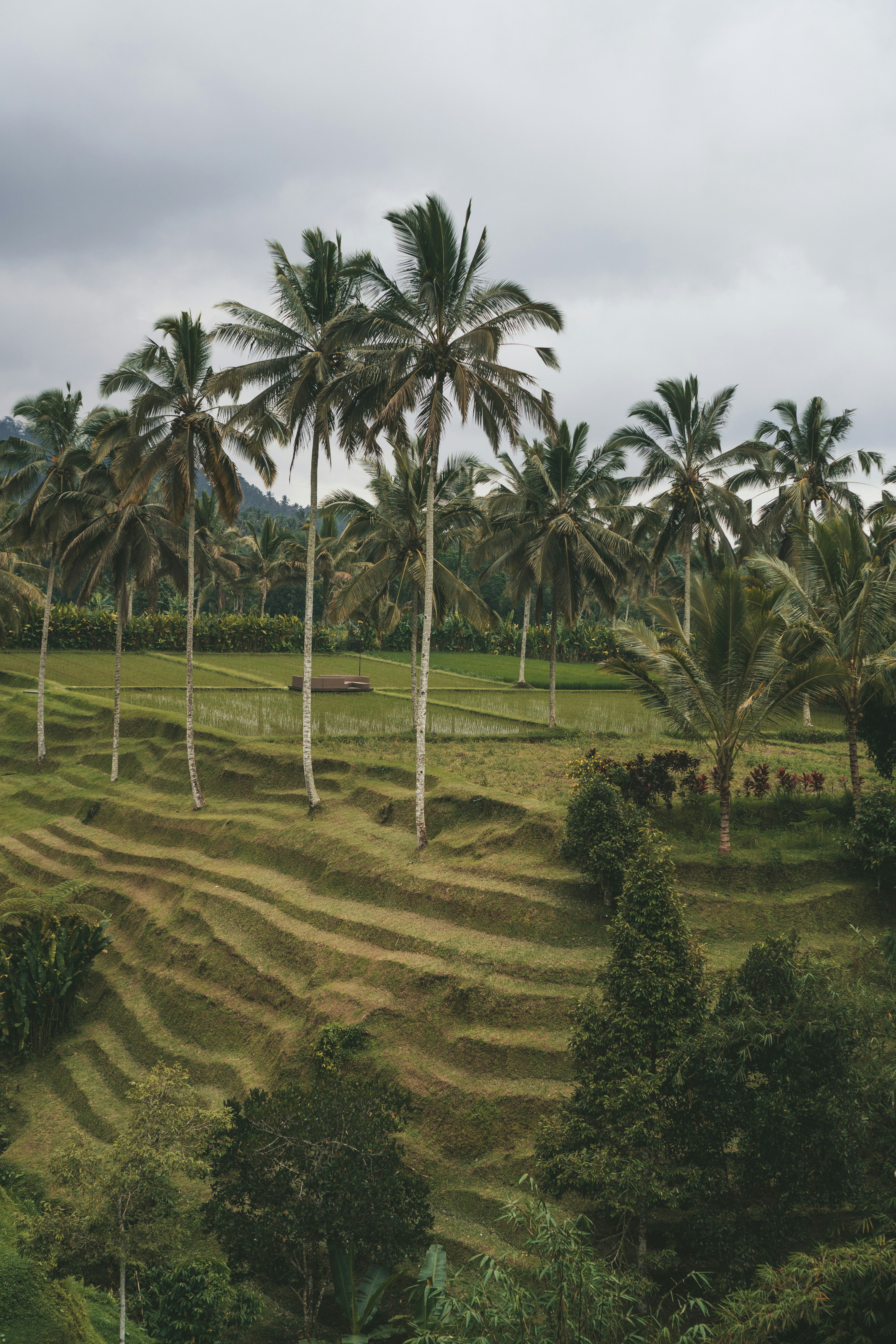 green coconut palm trees on green grass field during daytime