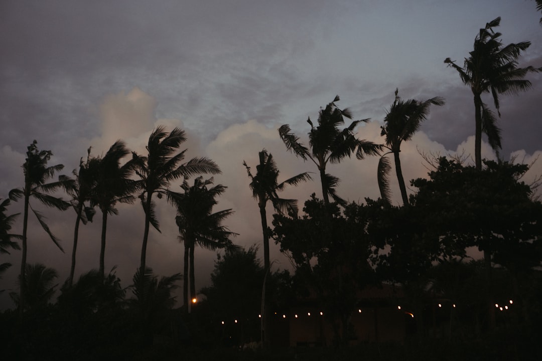 silhouette of palm trees during night time