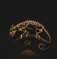 A chameleon skeleton is positioned on a branch against a dark background. The bones are intricately arranged, showcasing the detailed spinal structure and curled tail of the chameleon.