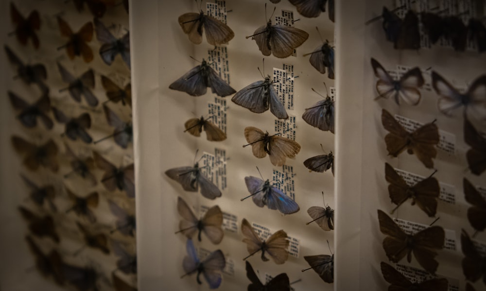 white and blue butterfly print textile