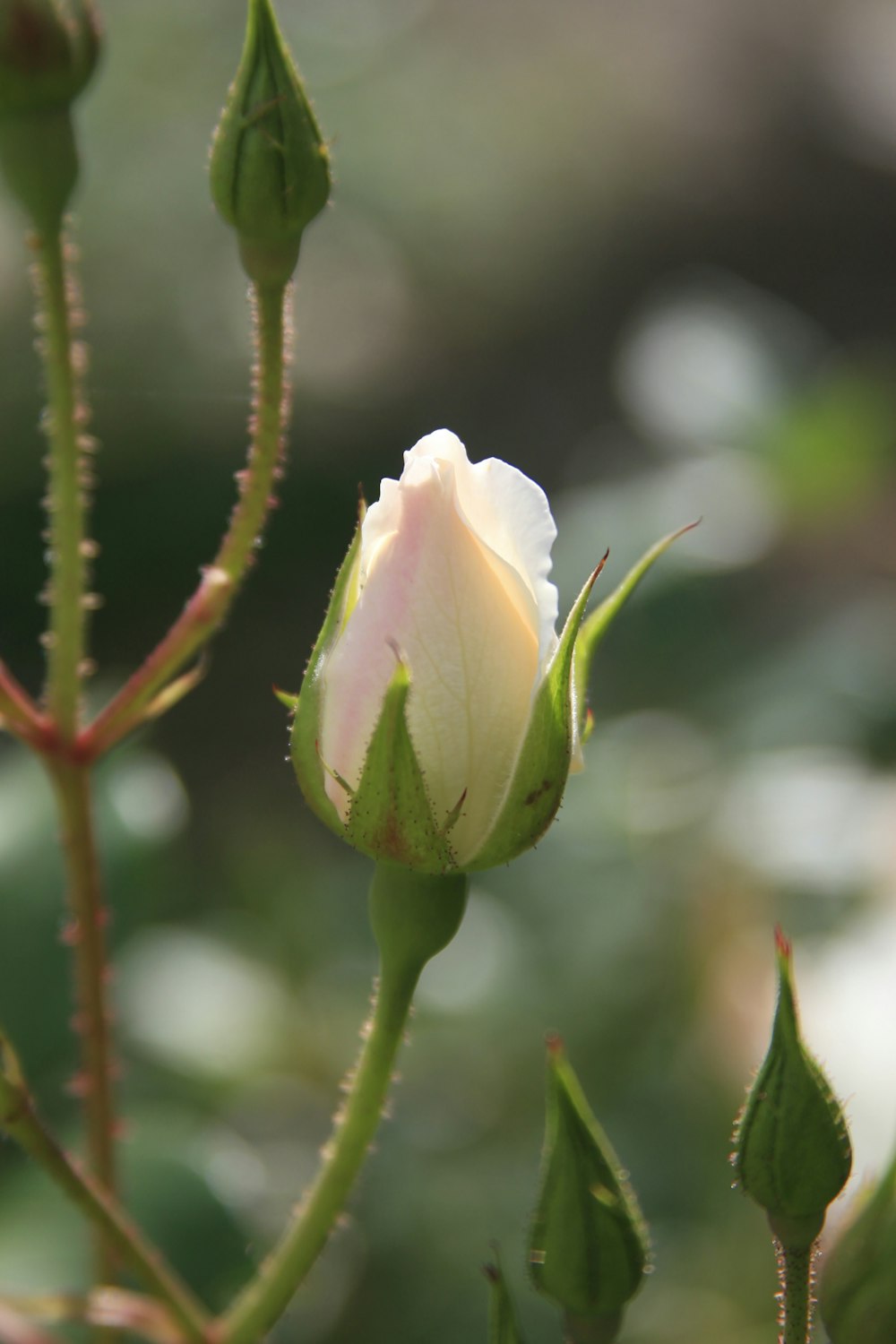 white flower in tilt shift lens