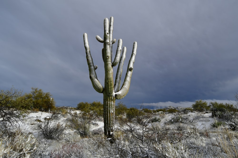 green cactus on brown soil during daytime