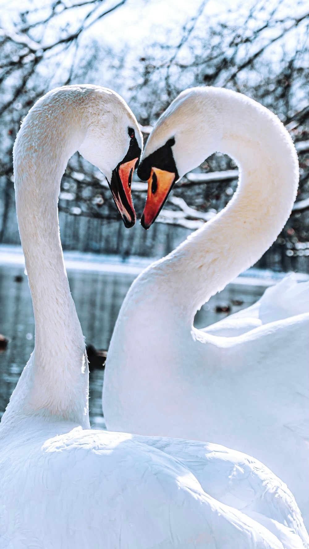 Cigno bianco sullo specchio d'acqua durante il giorno