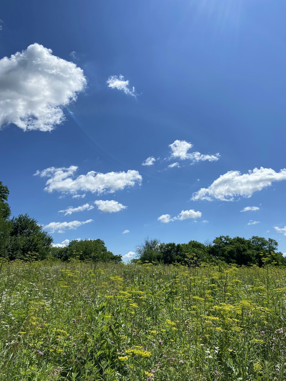 green grass field under blue sky and white clouds during daytime