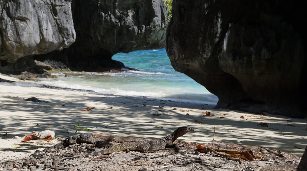 brown and black lizard on beach shore during daytime