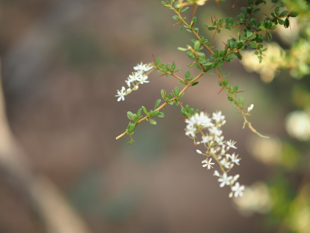 white flower in tilt shift lens