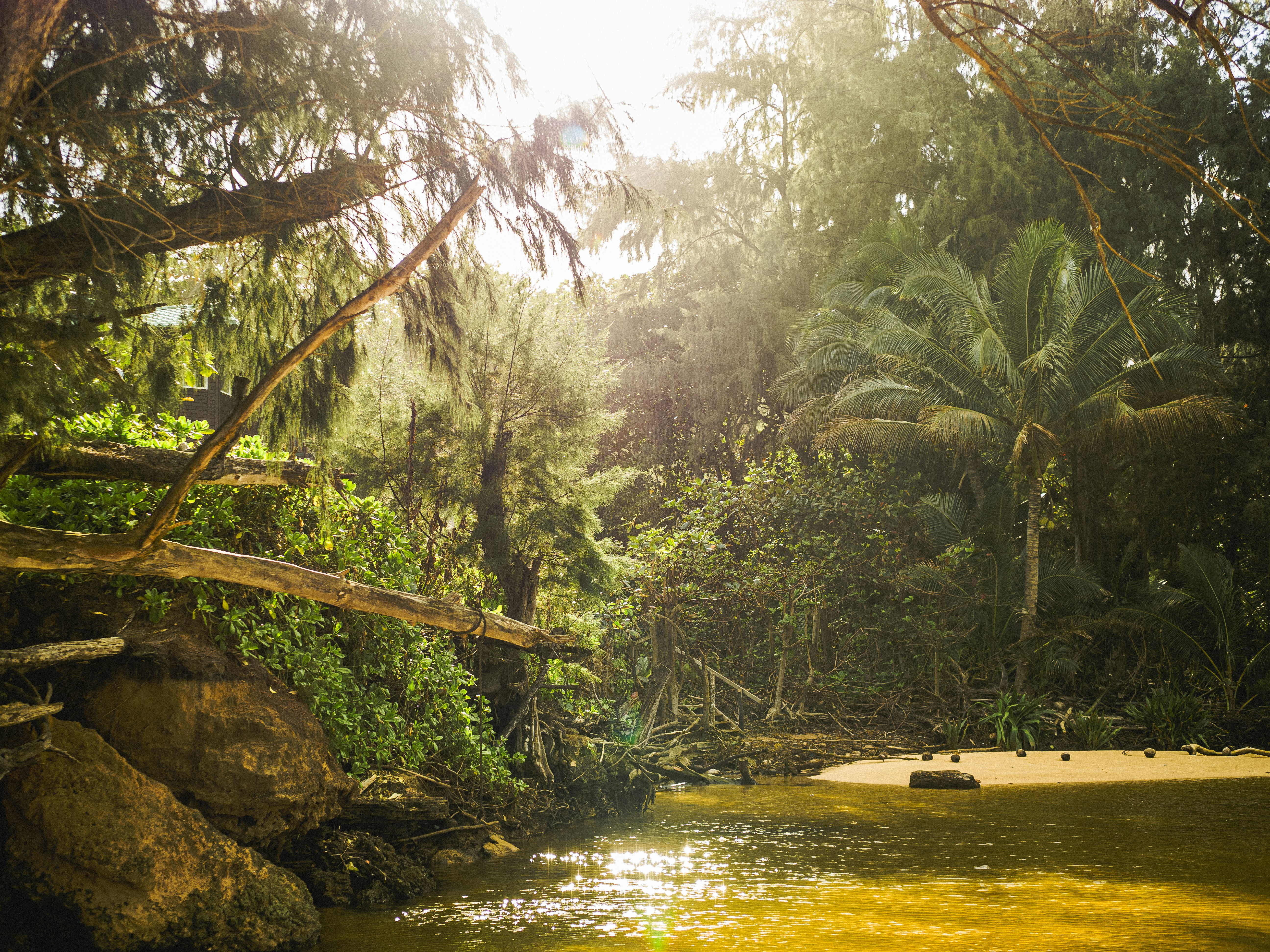 green trees near body of water during daytime