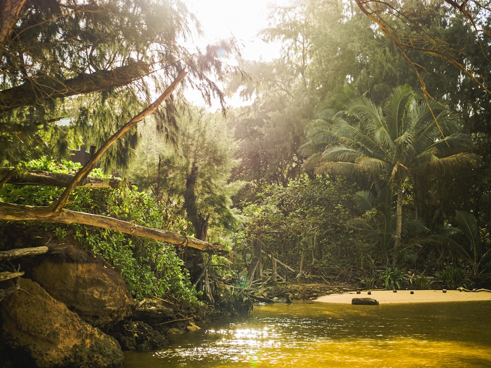 green trees near body of water during daytime