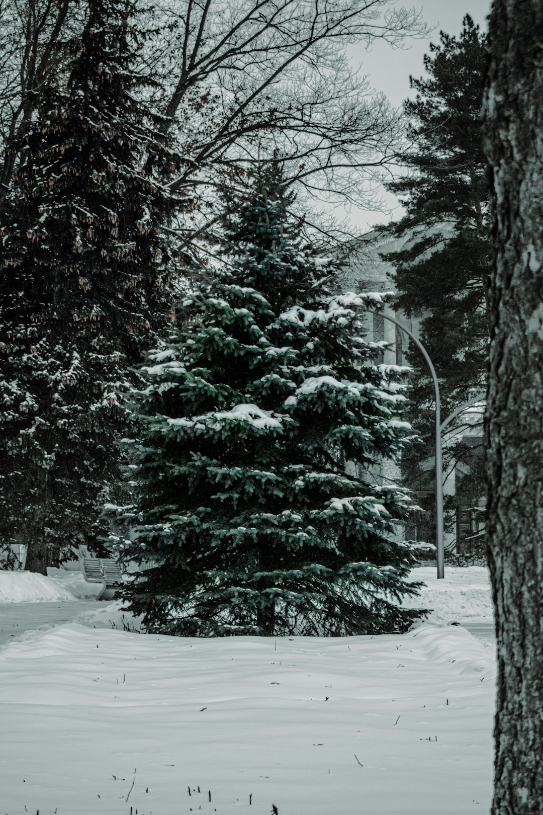 snow covered pine trees during daytime