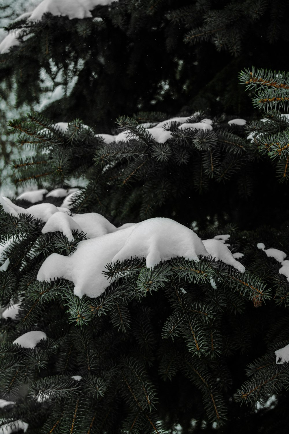 昼間の雪に覆われた松の木