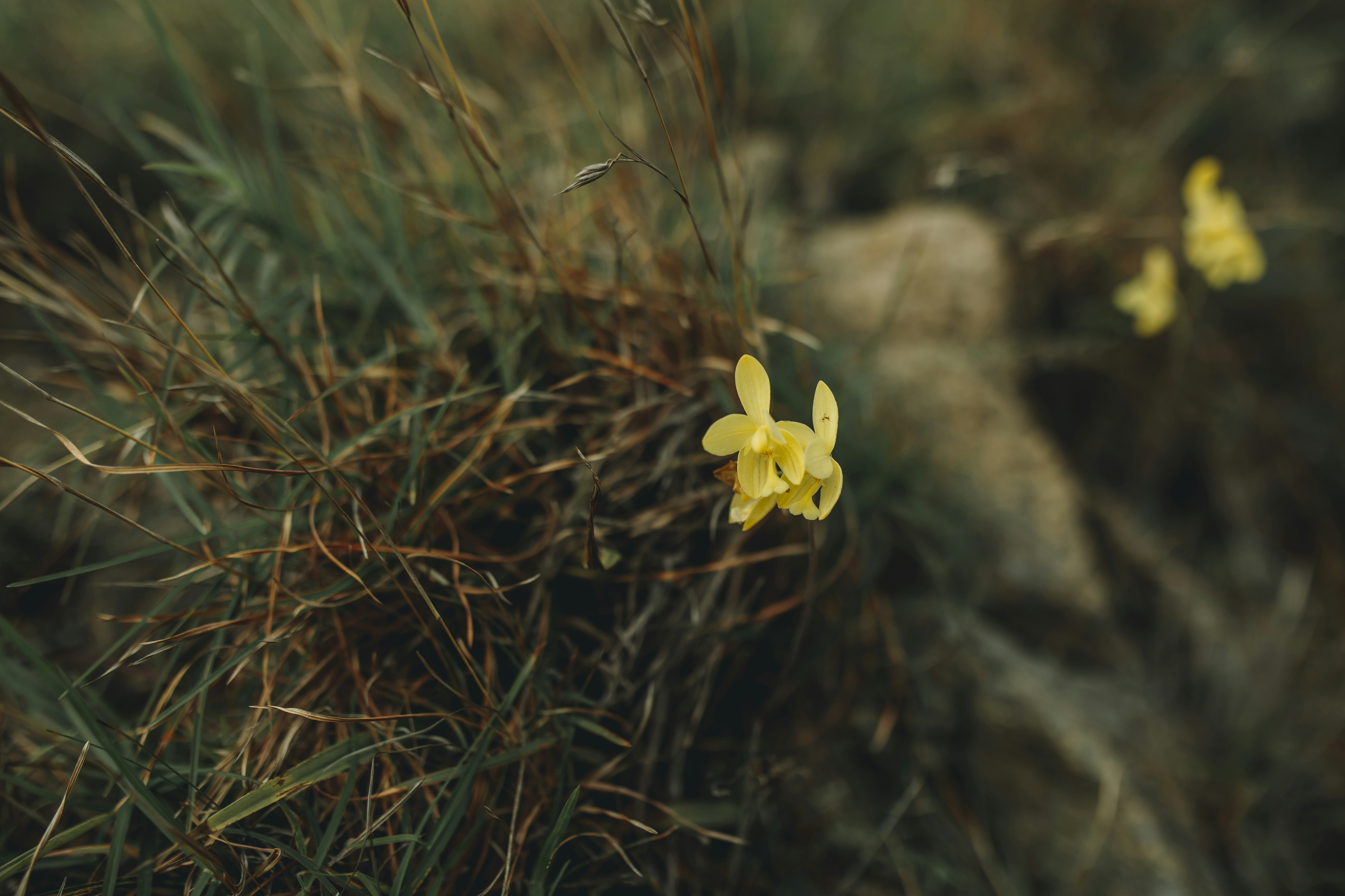 yellow flower on brown soil