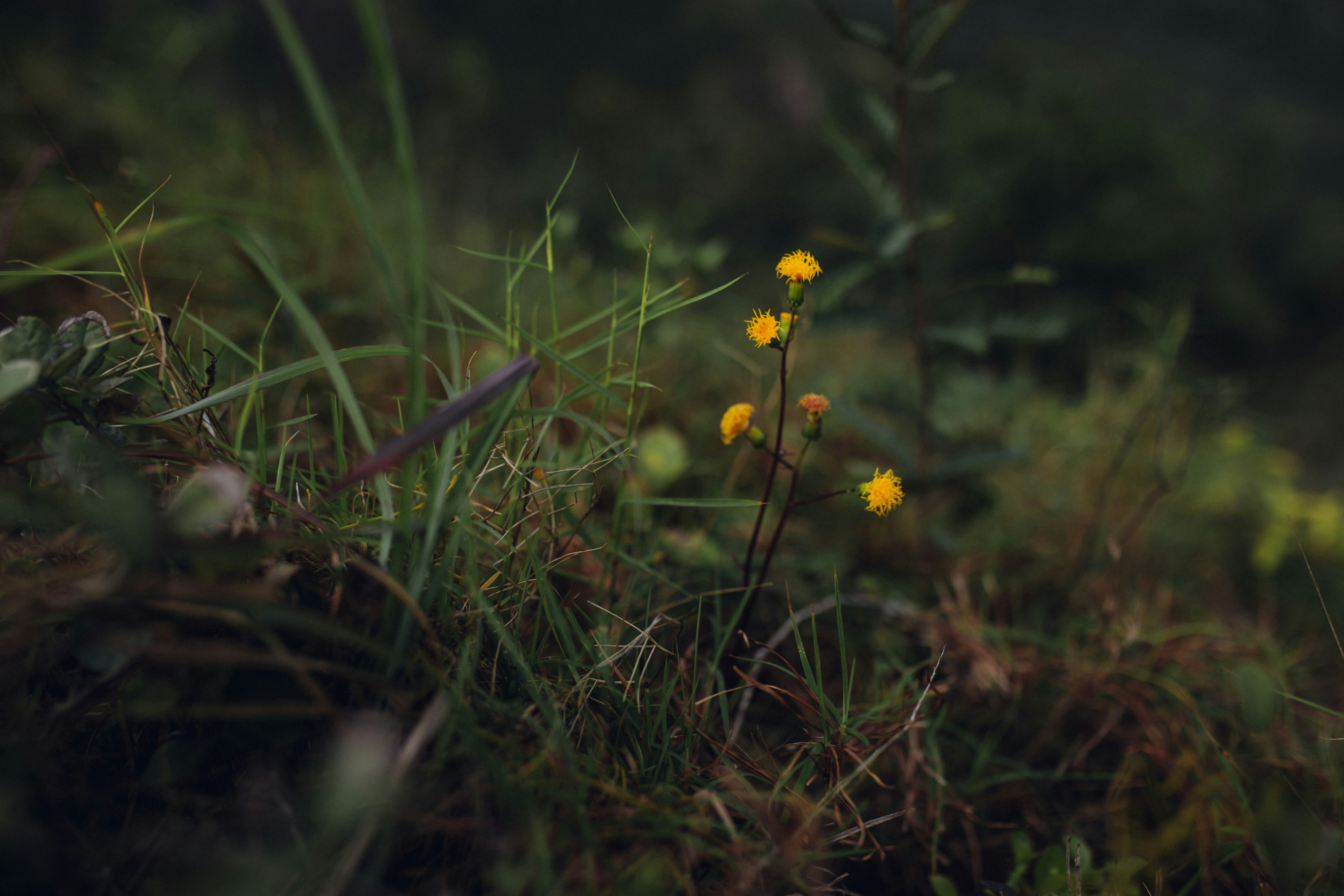 yellow flower on green grass