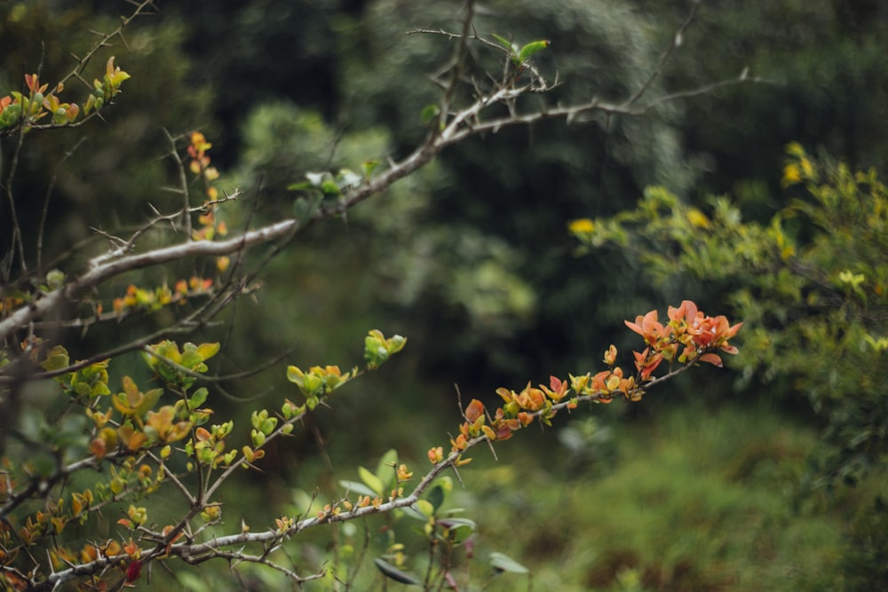 red and green leaves on tree branch