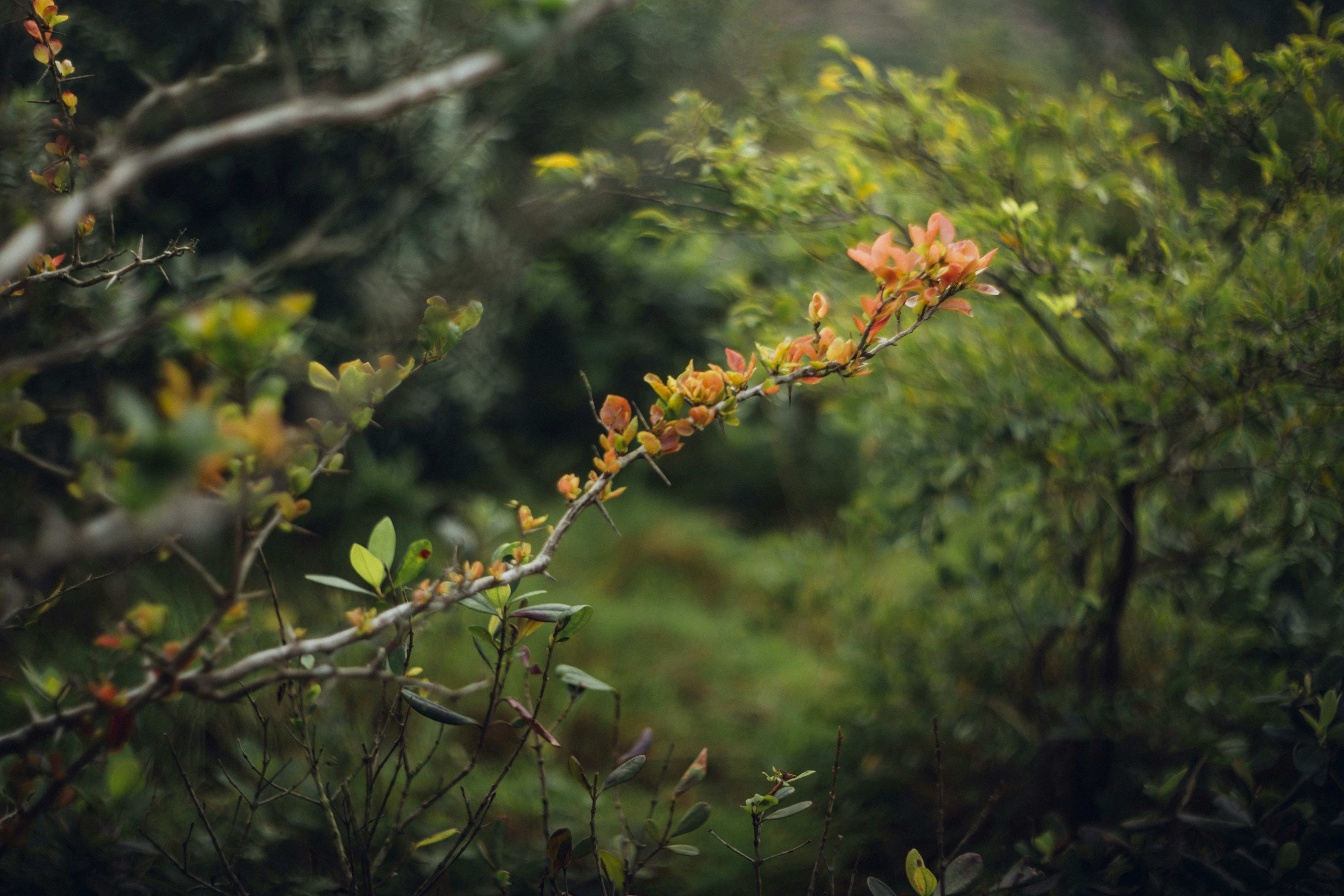 green and brown leaves on brown tree branch