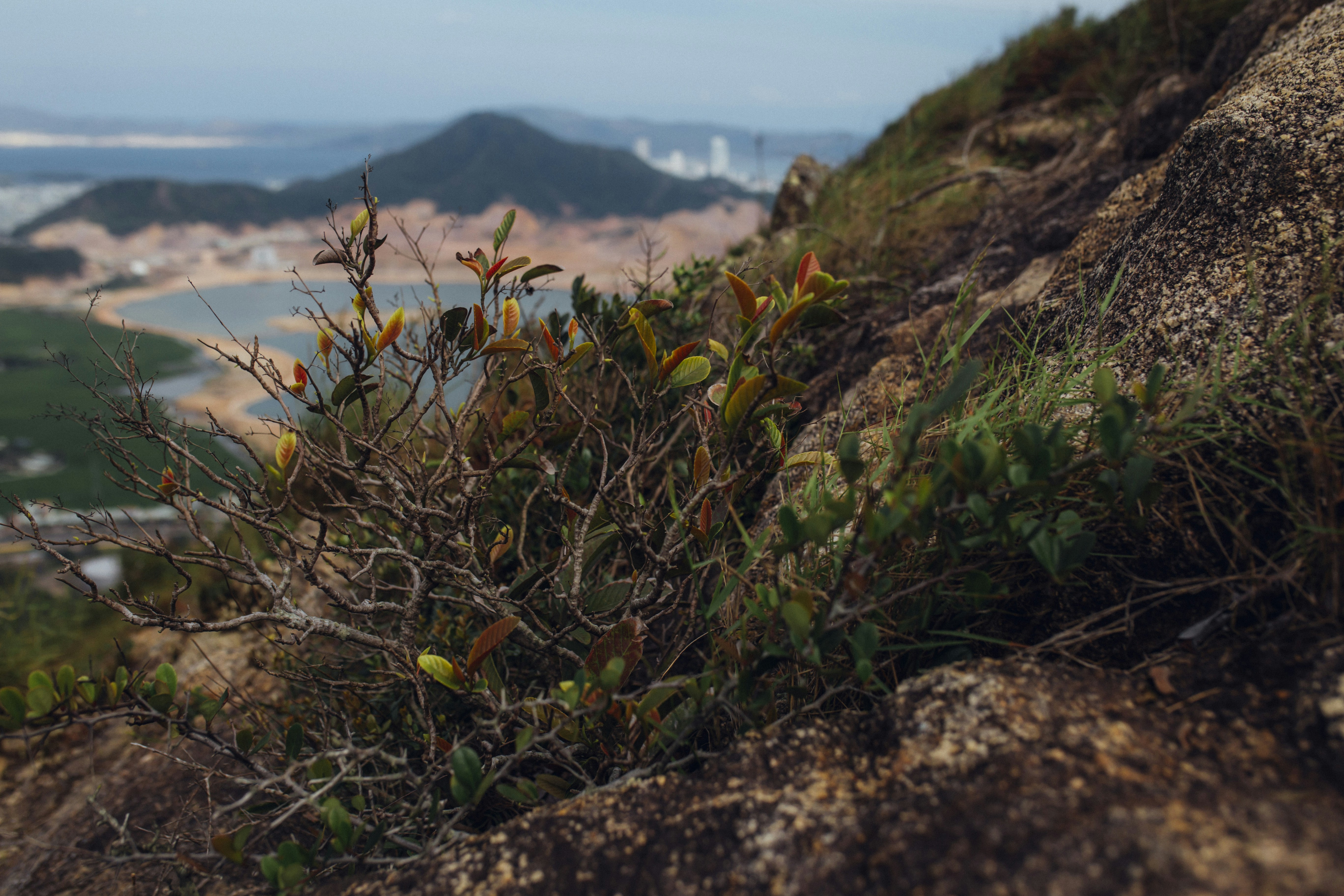 green and brown plants on brown rocky mountain during daytime