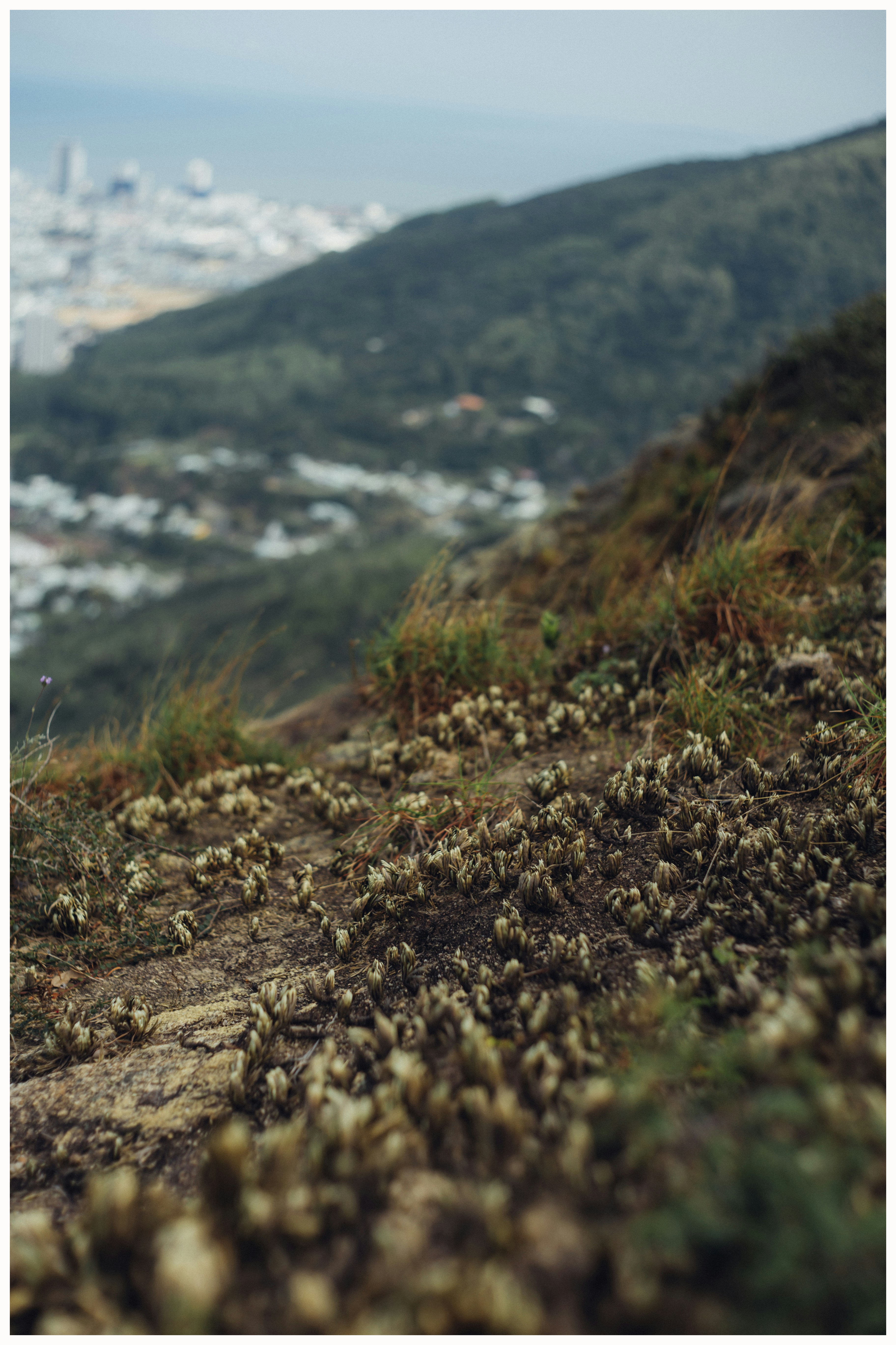 brown grass on rocky ground during daytime