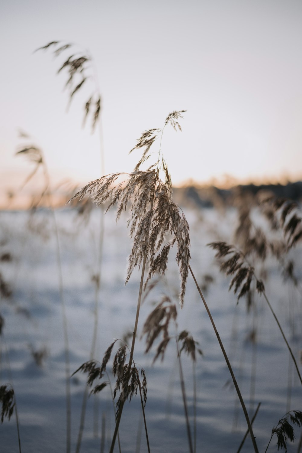 brown wheat plant during daytime