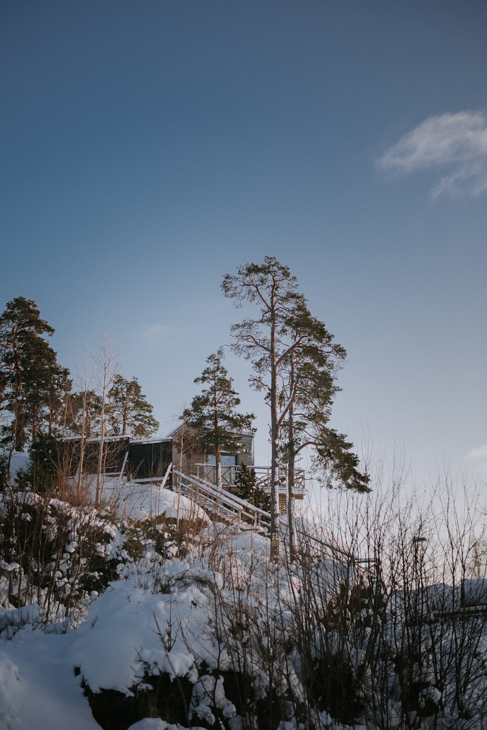 brown trees on snow covered ground under blue sky during daytime