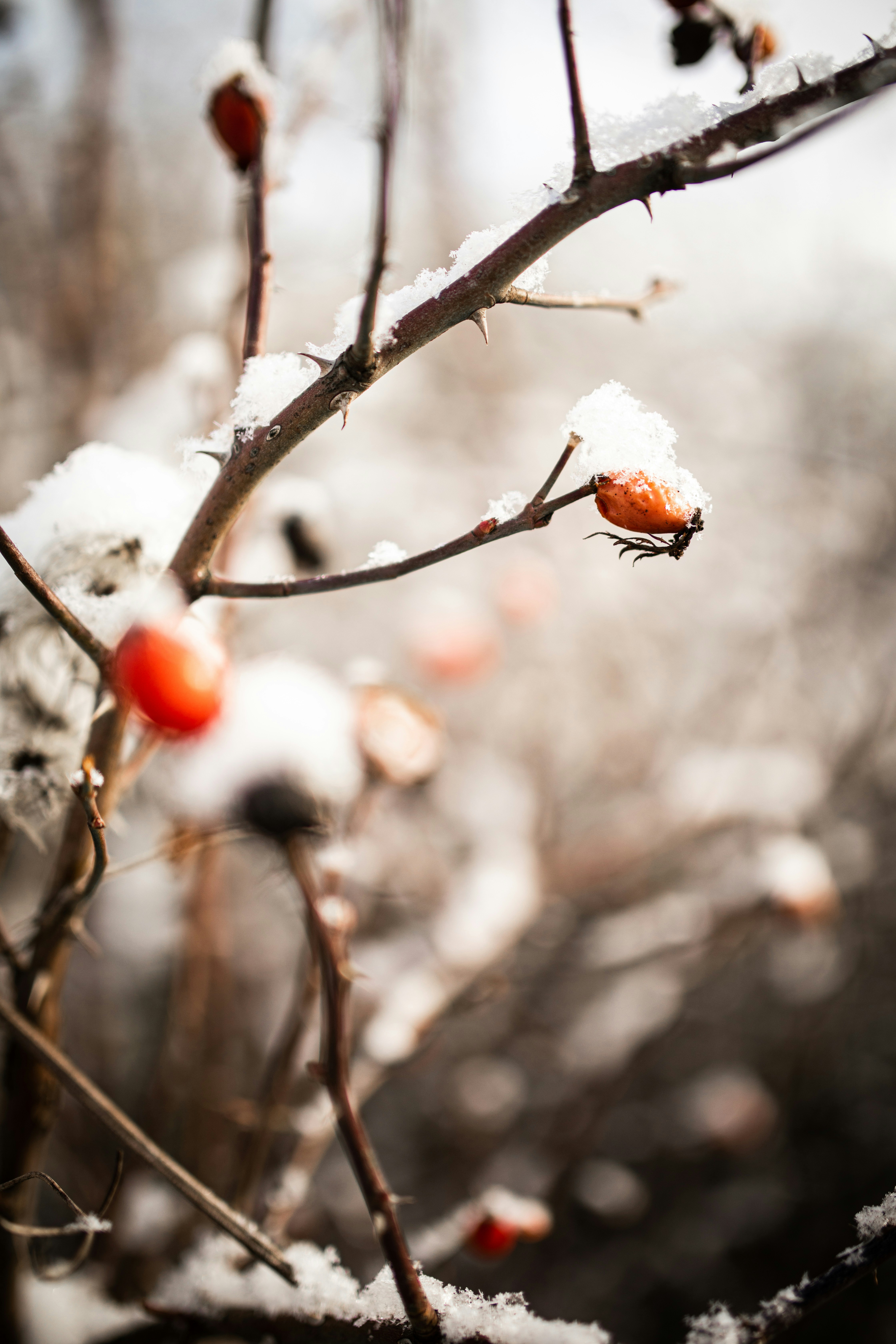 Photo by kajareichardtphotos