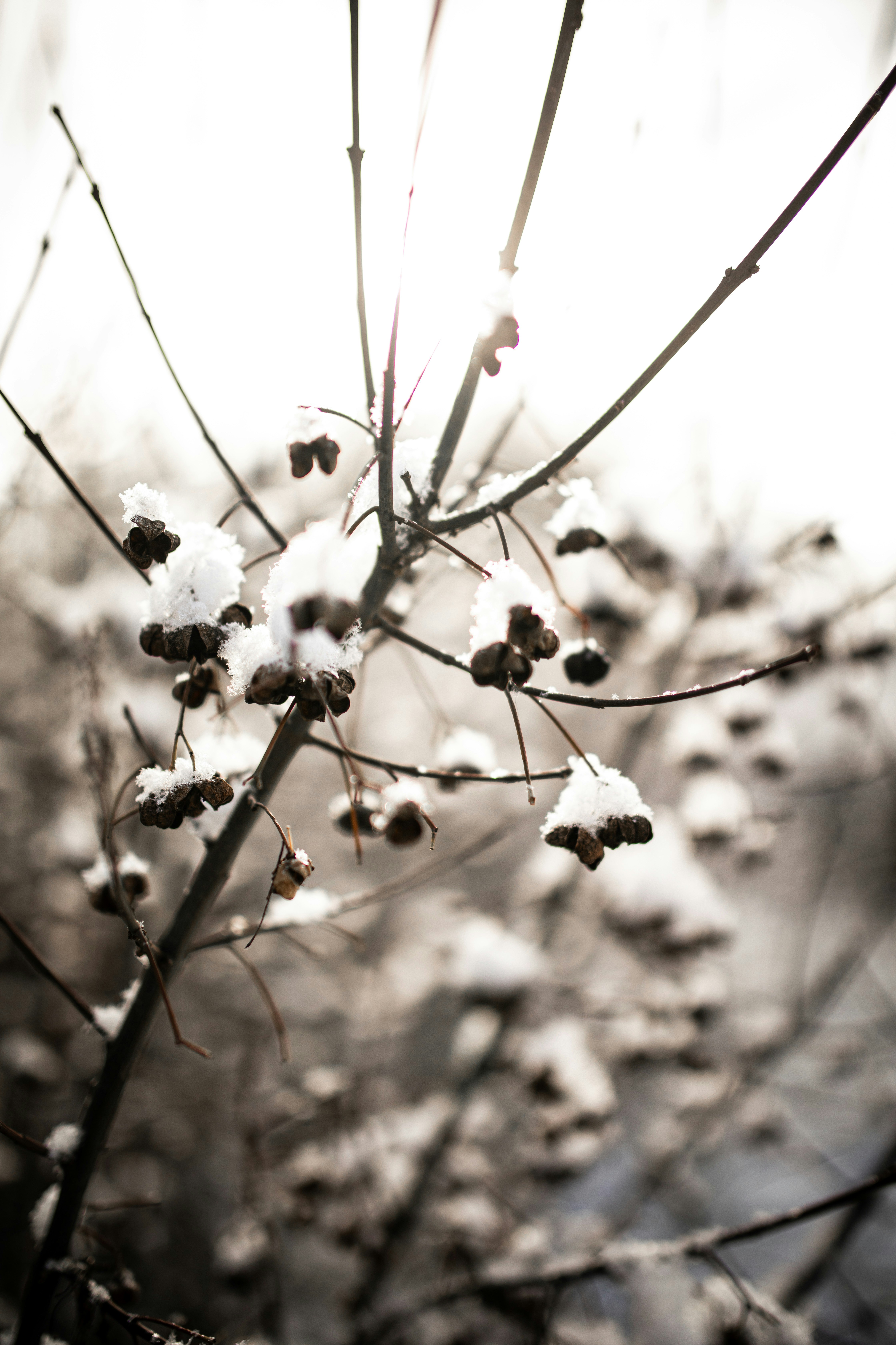 Photo by kajareichardtphotos