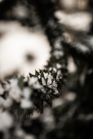 A close-up view of a plant with sharp, spiky leaves covered in a light dusting of snow. The background is blurred, highlighting the contrast between the dark green leaves and the white snow.