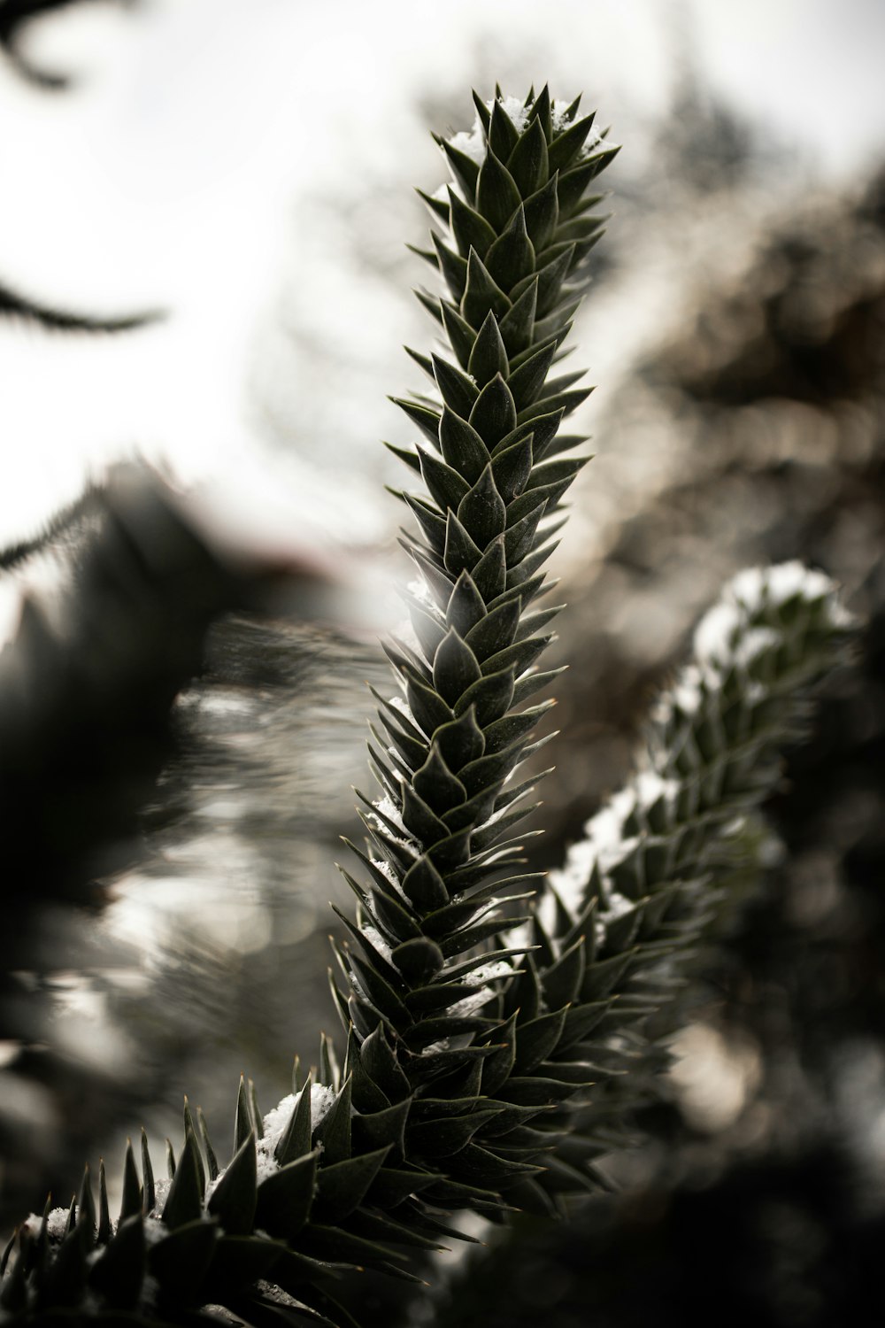 green plant in close up photography