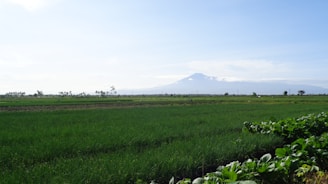 Lush green fields of heirloom tomatoes with the Mission Mountains in the background under a clear blue sky.