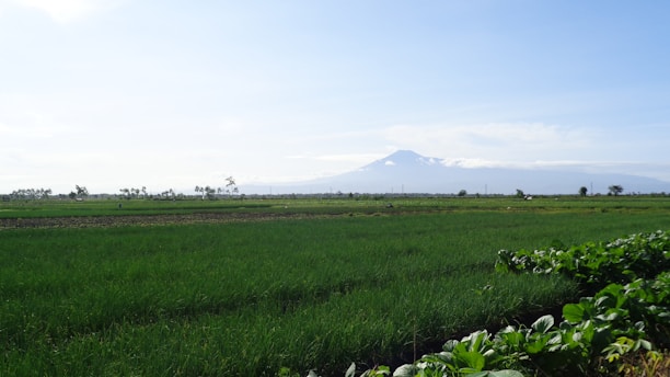 Lush green fields of heirloom tomatoes with the Mission Mountains in the background under a clear blue sky.