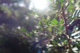 Soft sunlight filtering through leaves onto a stack of self-care products.
