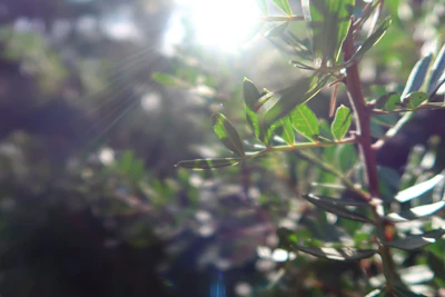 Soft sunlight filtering through leaves onto a stack of self-care products.