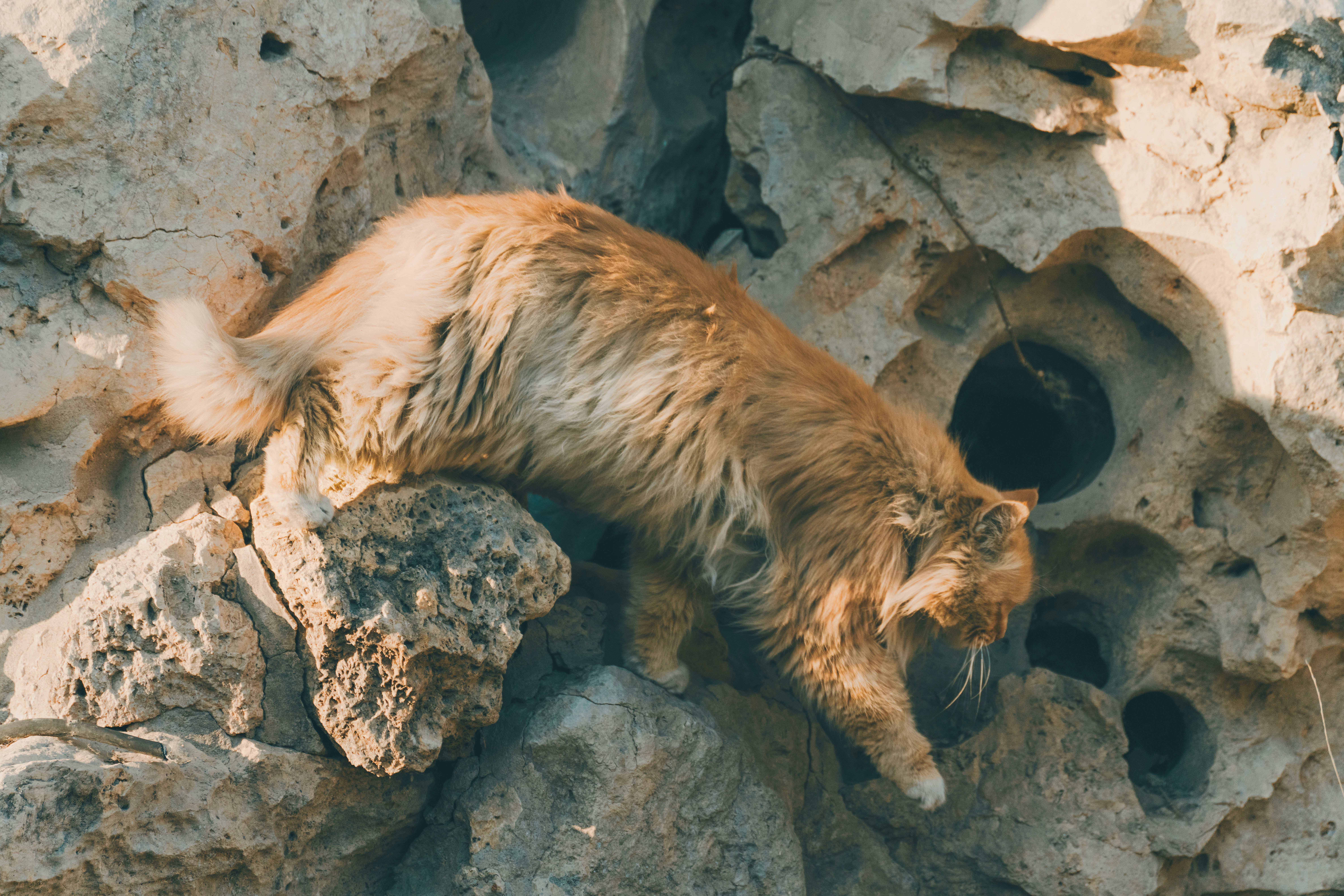 Some Ancient Cats Hunted in Water (image credits: unsplash)