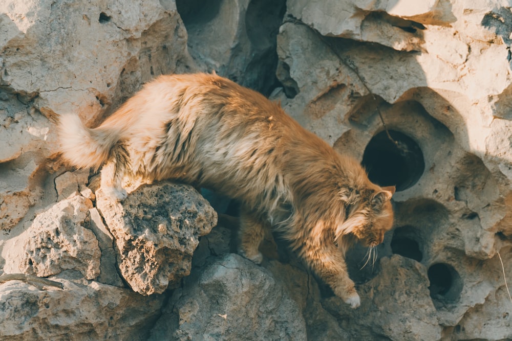 leão marrom deitado na rocha