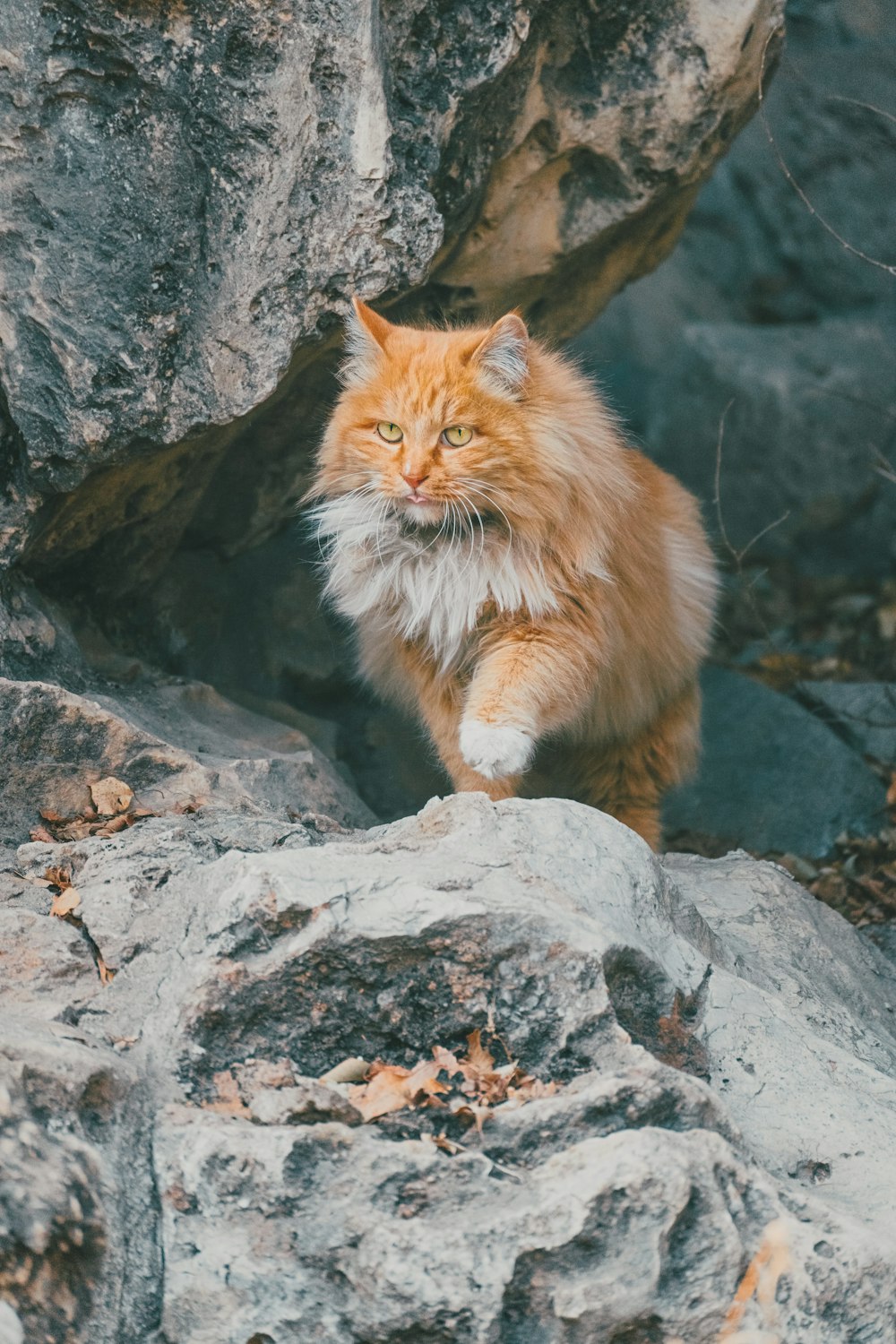 orange tabby cat on gray rock