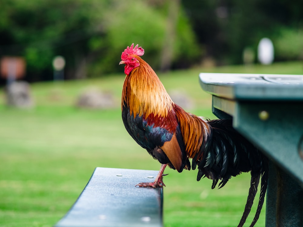 red and black rooster on white wooden table during daytime